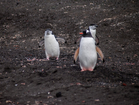 A Chinstrap and Gentoo penguin walking around on the volcanic Deception Island in the South Shetlands in Antarctica. 