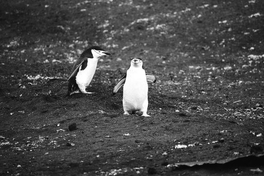A Chinstrap and Gentoo penguin walking around on the volcanic Deception Island in the South Shetlands in Antarctica. 