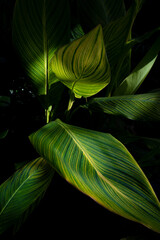 green leaves on black background