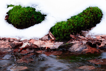 grass and snow