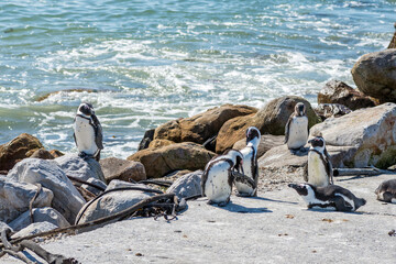 African Penguins at Stony Point Nature Reserve