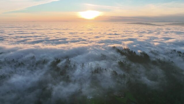 As dusk begins to fall, dense fog rolls over cedar and fir trees covering the many hills surrounding Portland, Oregon. Temperate forests thrive in the Pacific Northwest due to the moist climate.