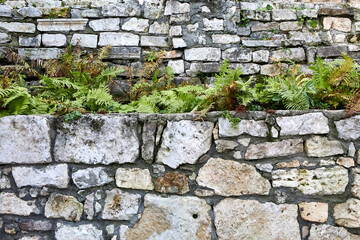 stone wall with ivy