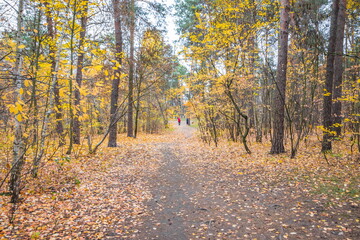 Autumn forest scenery with road of fall leaves & warm light illu