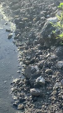 Crabes en bord de mer &agrave; Maupiti en Polyn&eacute;sie fran&ccedil;aise