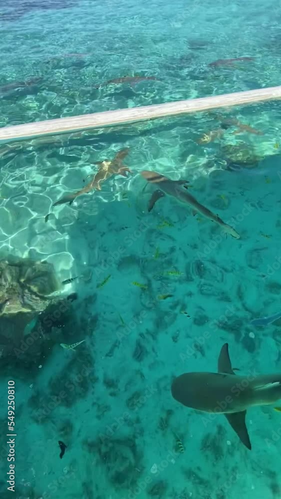 Poster Requins de lagon à Taha'a en Polynésie française