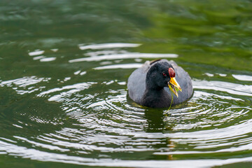 Andean coot in the water