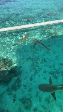 Requins de lagon &agrave; Taha'a en Polyn&eacute;sie fran&ccedil;aise