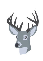 Cute gray deer with antlers on a white background, muzzle of a deer. Wild animal with antlers drawing. Realistic deer face illustration.