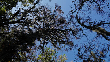 Caddo Lake State Park in Texas with its amazing vegetation and landscape - travel photography