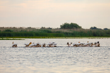 A pelican in the wilderness of the Danube Delta in Romania	