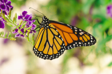 monarch butterfly on flower