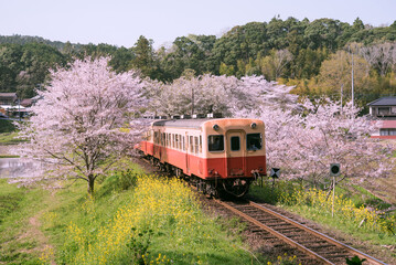 桜と電車と菜の花　春の鉄道旅行イメージ　小湊鉄道・飯給駅　Kominato Railway and cherry and rape blossoms in Chiba, Japan