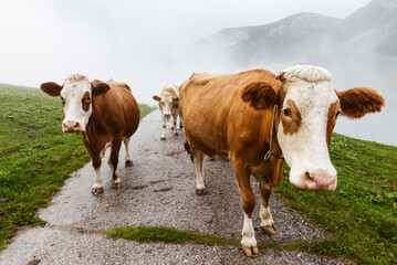 Eine Herde mit braunen Fleckvieh Kühen läuft nach einem Gewitter durch die Nebelschwaden entlang einer Straße auf die Almwiesen, Ackernalm, Österreich