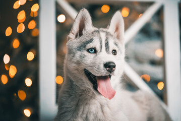 husky puppy is lying on a white wooden chair against the background of a Christmas tree with festive lights © Sofiia