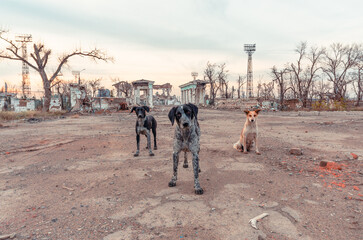 three stray mongrel dogs on the destroyed street of Mariupol - obrazy, fototapety, plakaty