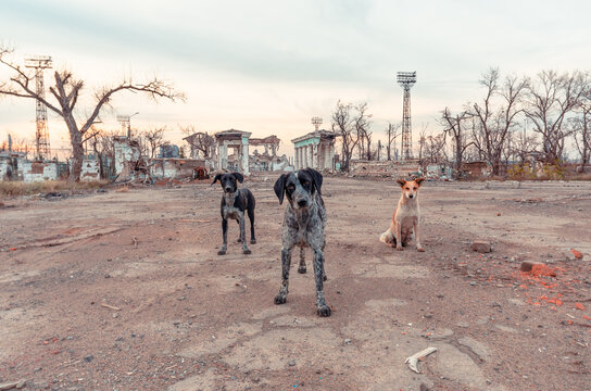 three stray mongrel dogs on the destroyed street of Mariupol