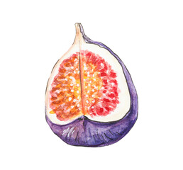 Fig fruit illustration. Quarter of the whole fig with seeds inside. Detailed Hand-drawn fig, botanical illustration, design element, isolated on white background