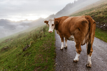 Eine braune Fleckvieh Kuh läuft nach einem Gewitter durch die Nebelschwaden entlang einer Straße...