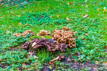 A view of fungi growing on a forest floor near to Arundel, Sussex, UK in Autumn
