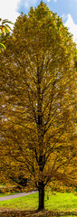 Fototapeta premium A tree ready to shed leaves in a forest near to Arundel, Sussex, UK in Autumn