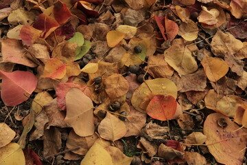 落ち葉の絨毯 背景