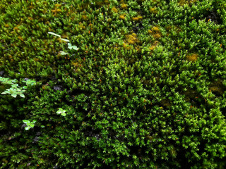 green moss on the wall