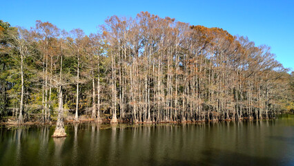 Amazing nature at the Caddo Lake State swamps in Texas - aerial view