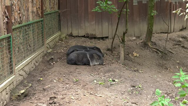 Two cute black pigs sleeping on the ground in farm on a summer day outdoor. Vietnamese Pot-bellied swine lies and rest in the paddock of the zoo. Pig farming - breeding and rearing of domestic animals