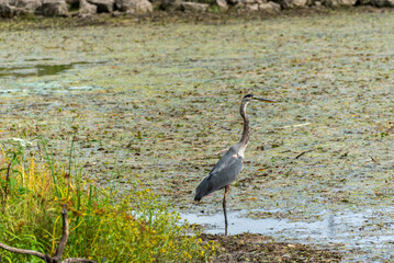 Juvenile Great Blue Heron Fishing In The Local Marsh