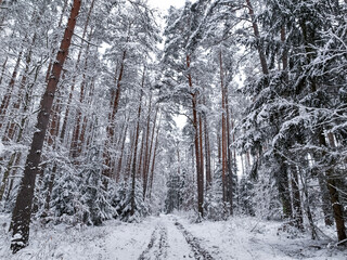 Aerial view of white forest and footpath in winter.