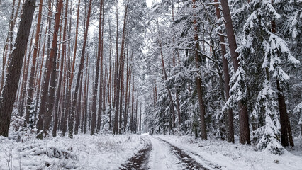 Fototapeta premium Forest with snow and country road. Snowy winter in nature.