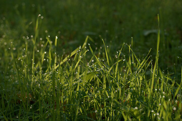 zieleń trawa rośliny natura trawnik tło - obrazy, fototapety, plakaty