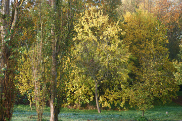 drzewo liście jesień kolory natura roślina - obrazy, fototapety, plakaty