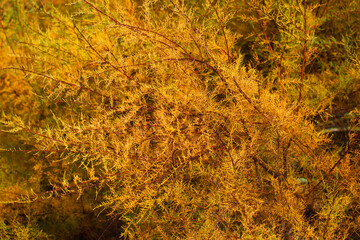 drzewo liście jesień kolory natura roślina - obrazy, fototapety, plakaty