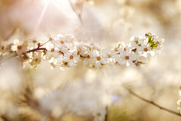 Kwitnąca gałązka wiśni w blasku słońca.  Gęste kwiaty drzewa wiśni  - obrazy, fototapety, plakaty