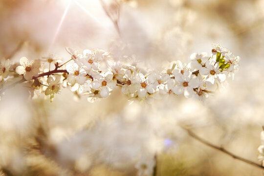 Kwitnąca gałązka wiśni w blasku słońca. Gęste kwiaty drzewa wiśni © FotoEston