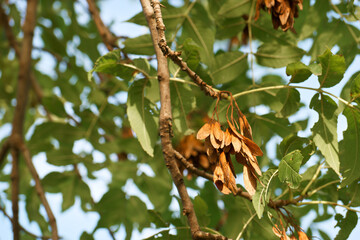 drzewo nasiona jesień kolory roślina © Piotr