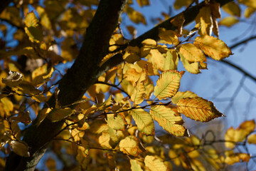 drzewo liście jesień kolory natura roślina