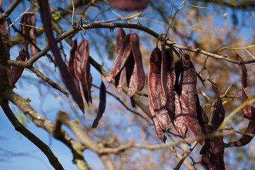 drzewo nasiona jesień kolory roślina © Piotr