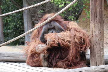 Closeup of orangutan sitting in a zoo © K Loki/Wirestock Creators