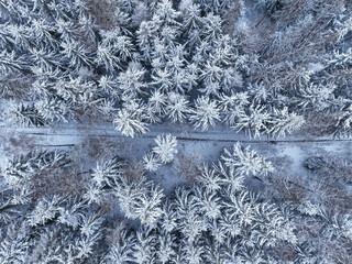 Aerial view of frozen forest and path in Poland.