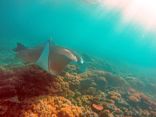 Reef manta ray (Mobula alfredi) feeding above the reef in Fiji