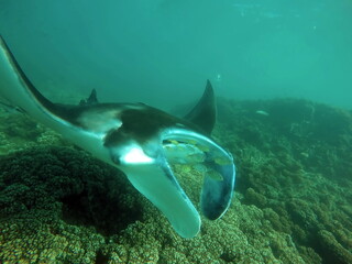 Fototapeta na wymiar Reef manta ray (Mobula alfredi) feeding above the reef in Fiji