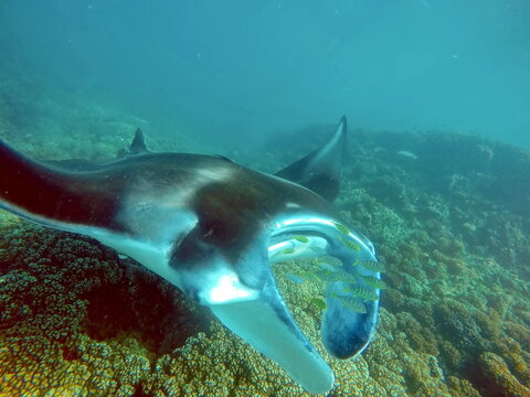 Reef Manta Ray (Mobula Alfredi) Feeding Above The Reef In Fiji