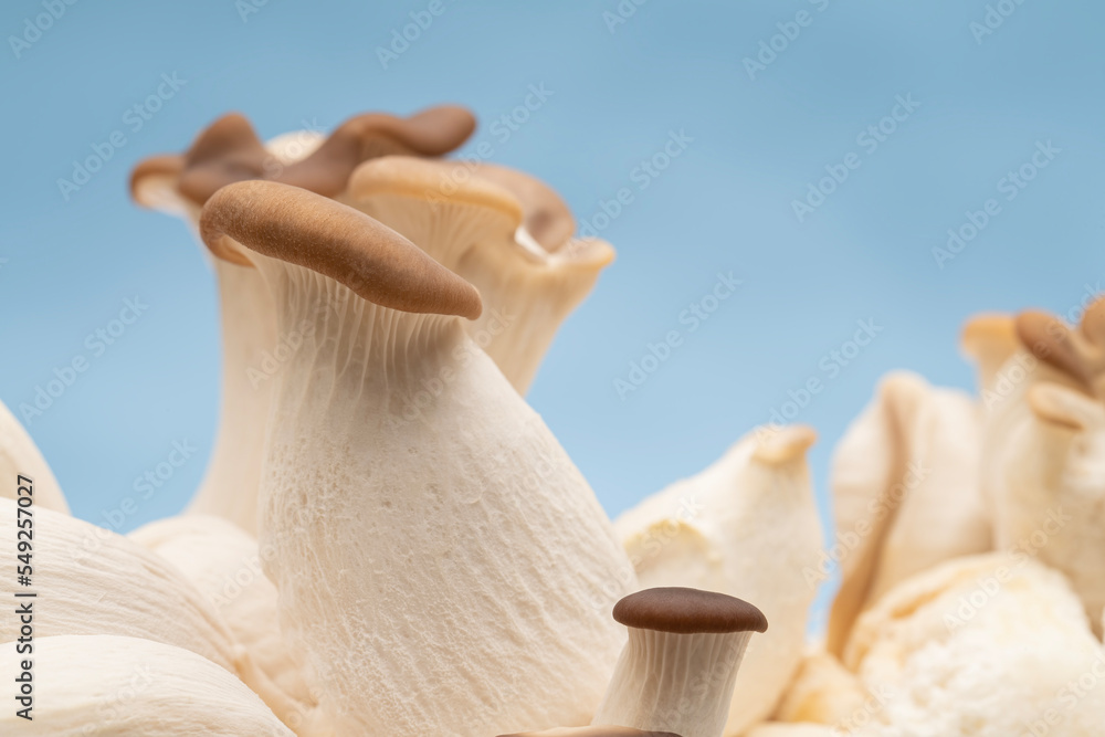 Wall mural Closeup of Italian oyster mushrooms growing