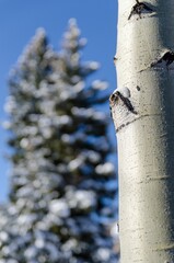 Vertical selective focus of a thin aspen tree trunk with a snowy tree in the background