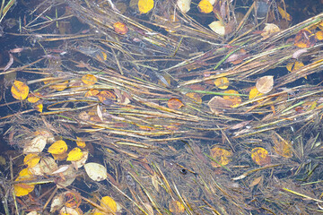 yellow leaves on the water