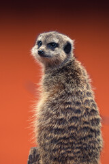 Portrait of a meerkat
