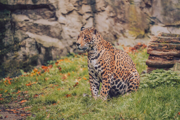 Leopard in the zoo